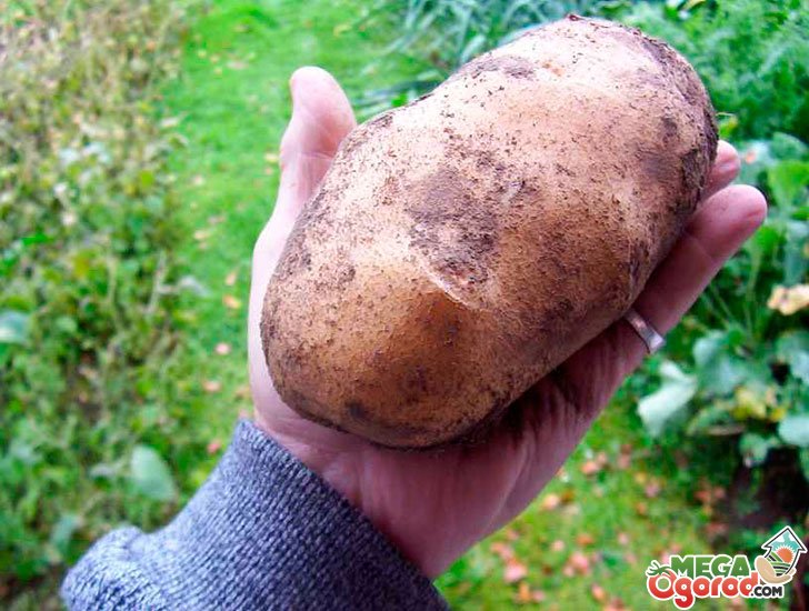 Агротехника выращивания картофеля: полив картофеля, подкормка, окучивание ирыхление
